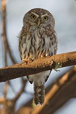 Pearl-spotted Owl
