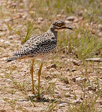 Spotted Dikkop (Spotted thick-knee)