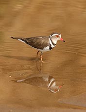 Three banded Plover