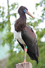 Abdim's stork