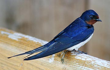 European Swallow (Barn swallow)