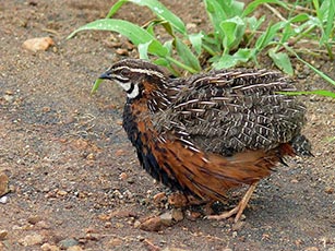 Harlequin quail