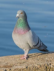 Rock Pigeon (Rock dove)