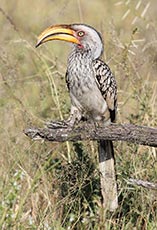Southern yellow-billed hornbill