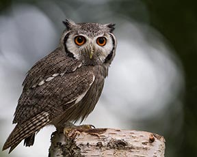 White-faced Owl (Southern white-faced owl)