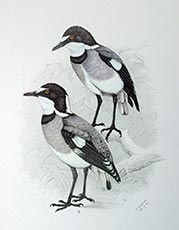 White-tailed Shrike