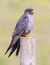 Western Red-footed Kestrel (Red-footed falcon)